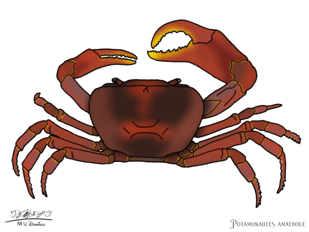 Potamonautes amathole