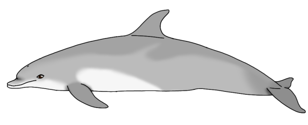 Indo-Pacific Bottlenose Dolphin (2023)2