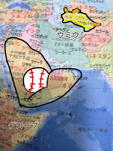 グローブとウミウシ