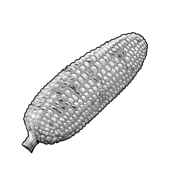 grilled corn 🌽