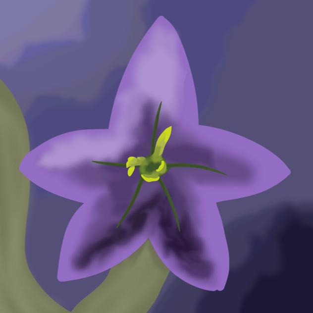 nightshade flower