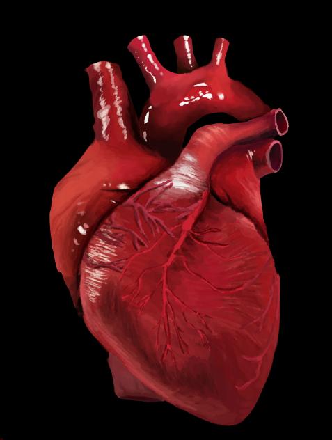 heart of life