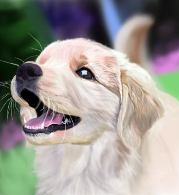 golden retriever 🩷