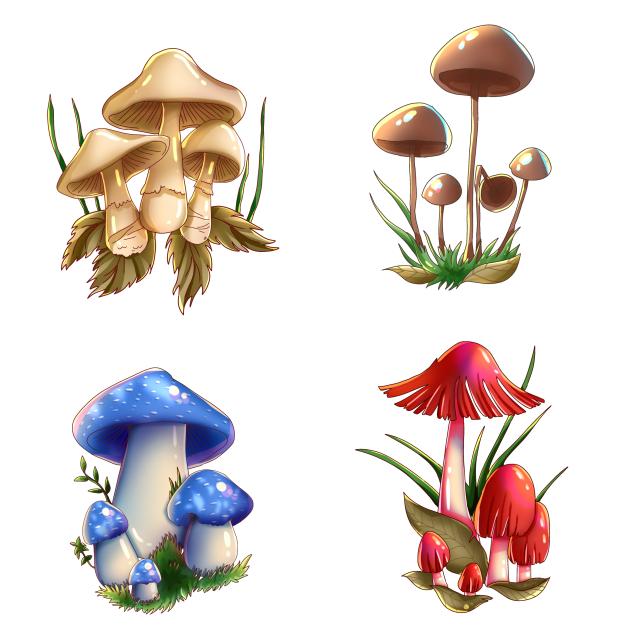 The Mushroom 5