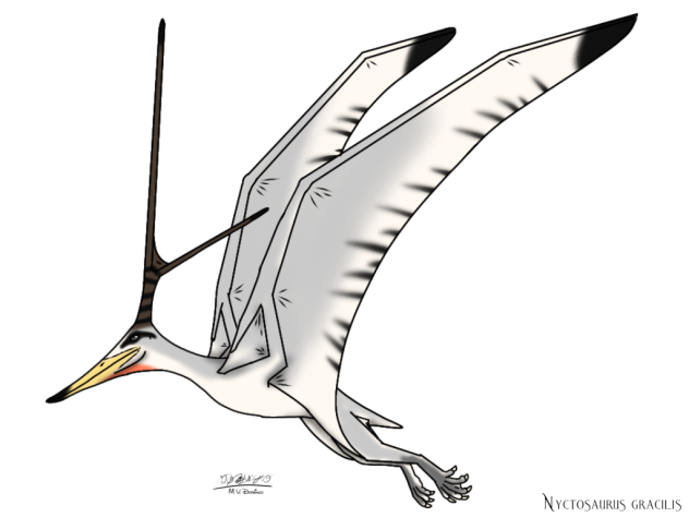 Nyctosaurus gracilis