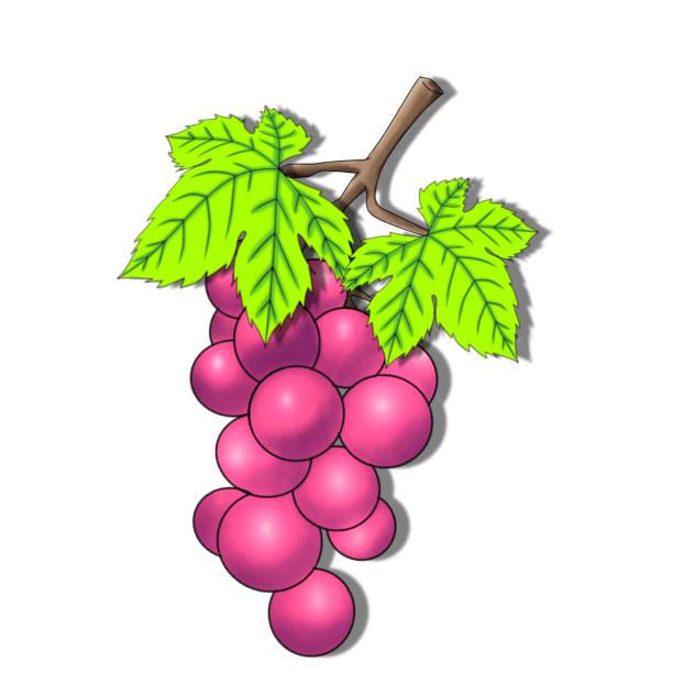 Grape fruit Red plant material