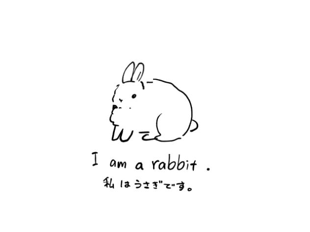 I am rabbit.