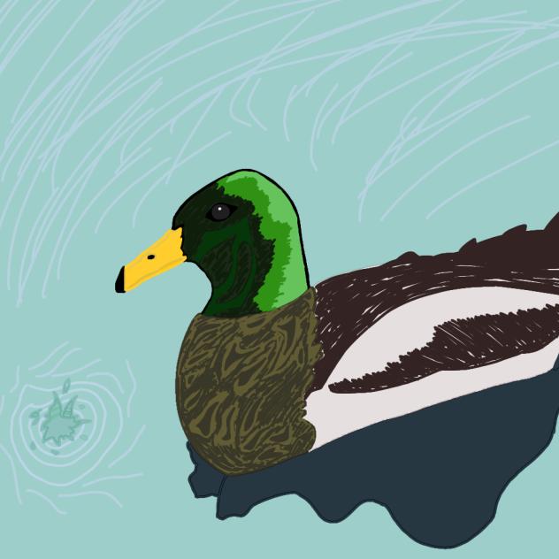Mallard Duck 🦆
