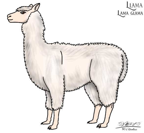 Llama