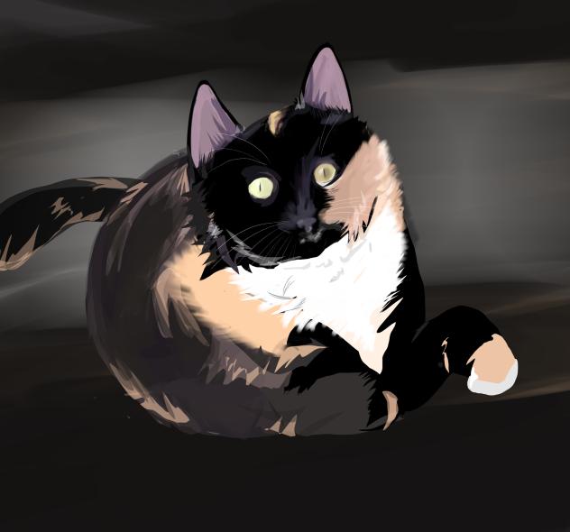 tortoiseshell cat