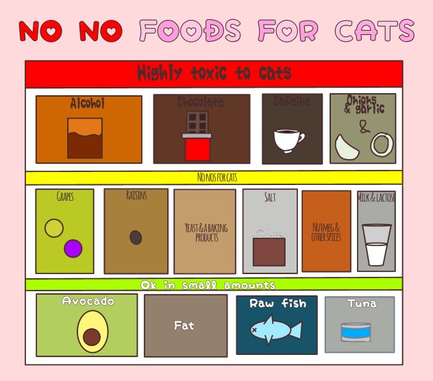 No no foods for cats