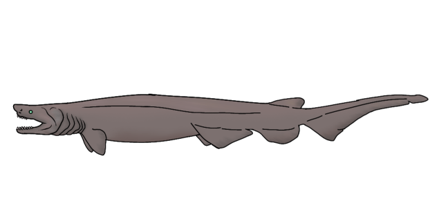 Southern African Frilled Shark2