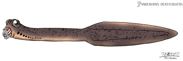 Panderodus denticulatus