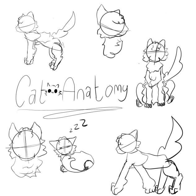 😺Cat anatomy😺