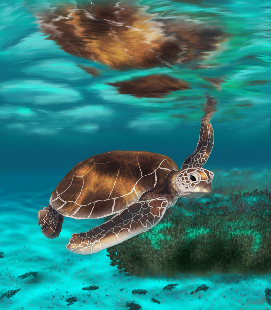 Sea Turtle 🐢🌊 - ibisPaint