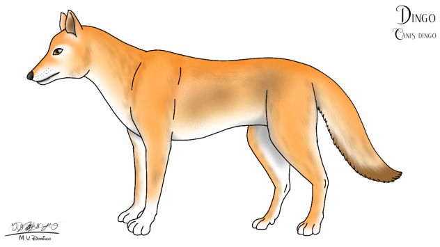 Dingo redraw 2023