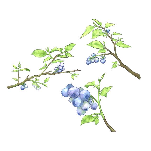 ブルーベリー