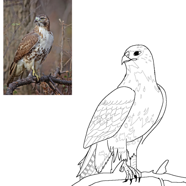 red-tailed hawk 𓏲 ࣪₊♡𓂃