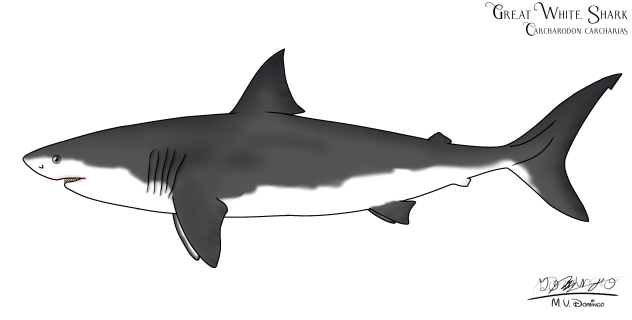 Great White Shark