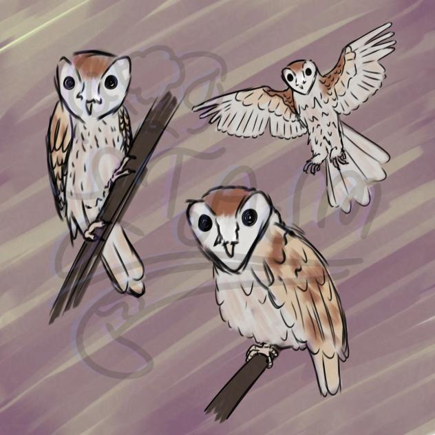 Oriental bay owl
