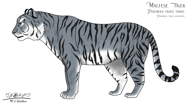 Maltese South China Tiger