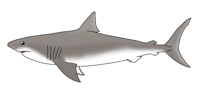 Megatooth Shark – Otodus megalodon