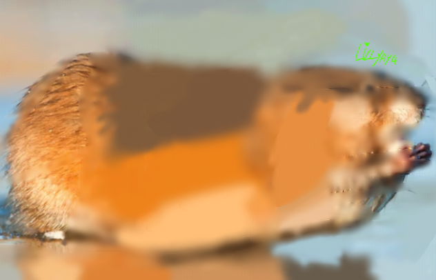 Elongated Muskrat