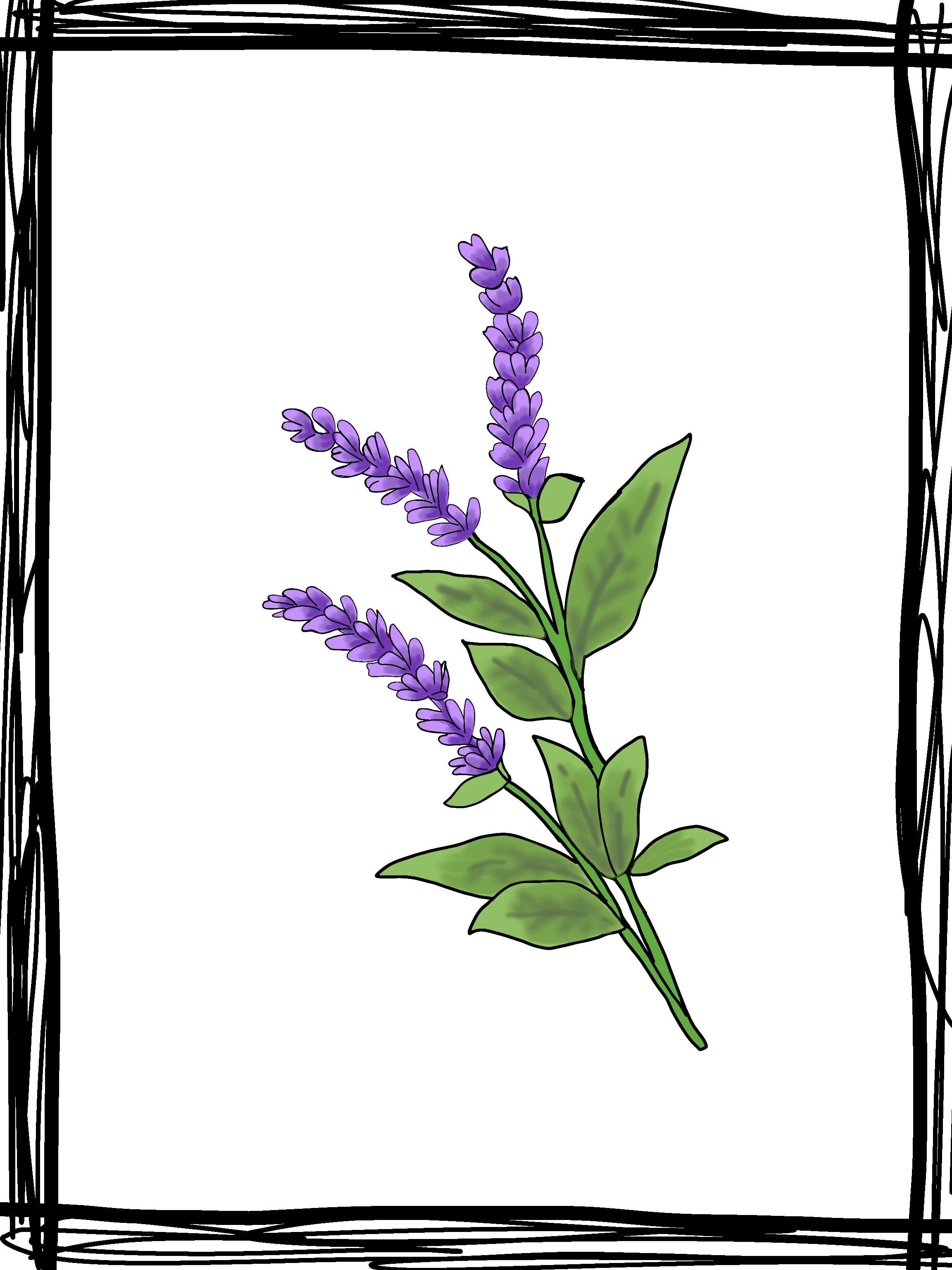 Lavender Flower - ibisPaint