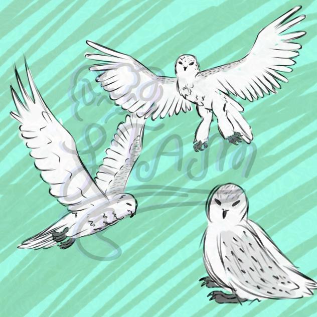 Snowy owl