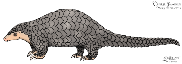 Chinese Pangolin