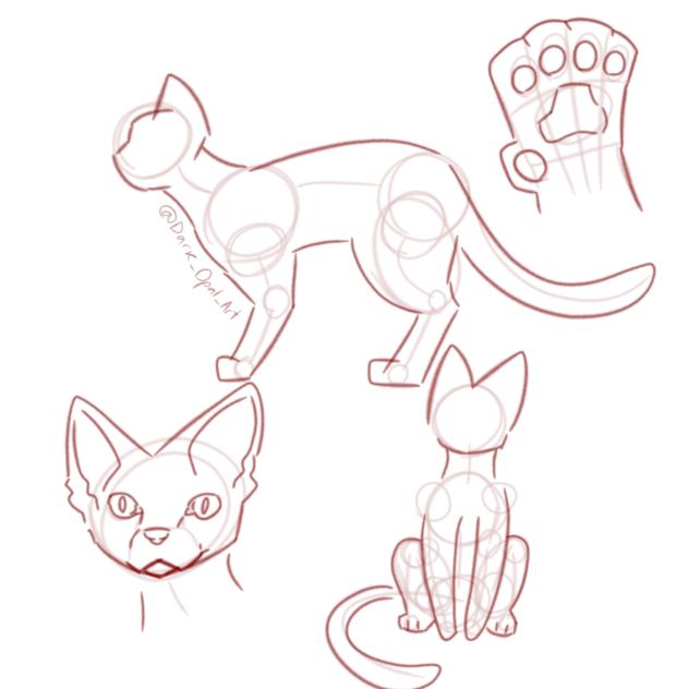 I practice cat anatomy with no ref
