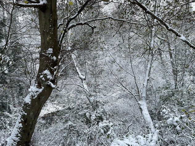 A snowy background