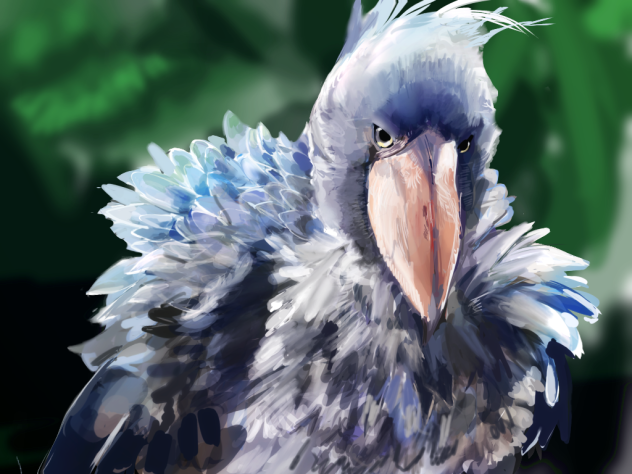 ハシビロコウ