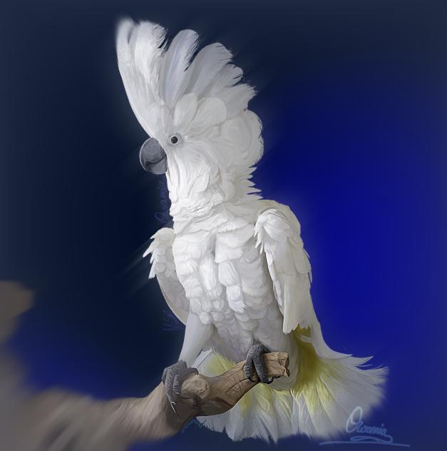 ☂ Cockatoo