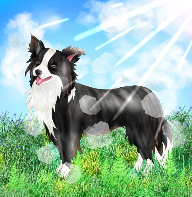 ボーダーコリー