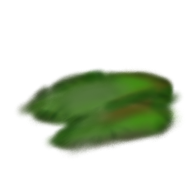 Morania confluens2