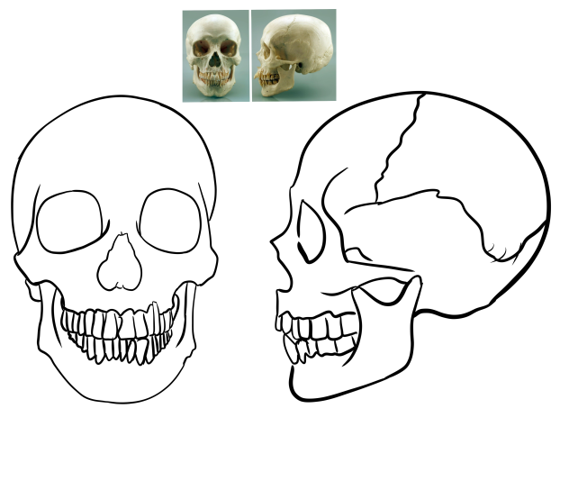 Skull study