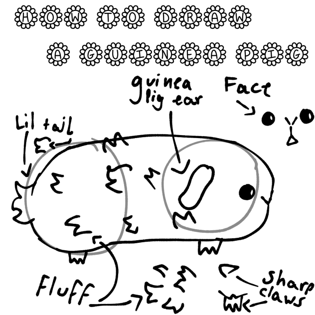 How to draw a Guinea pig (tips)