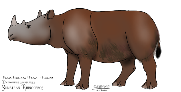 Sumatran Rhinoceros