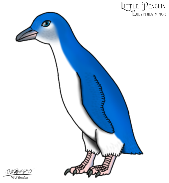 Little Penguin resize