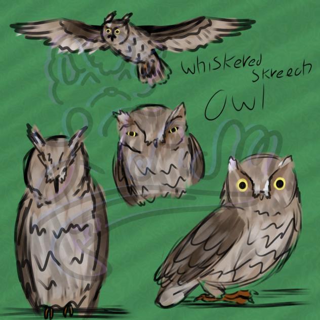 Whiskered screech owl