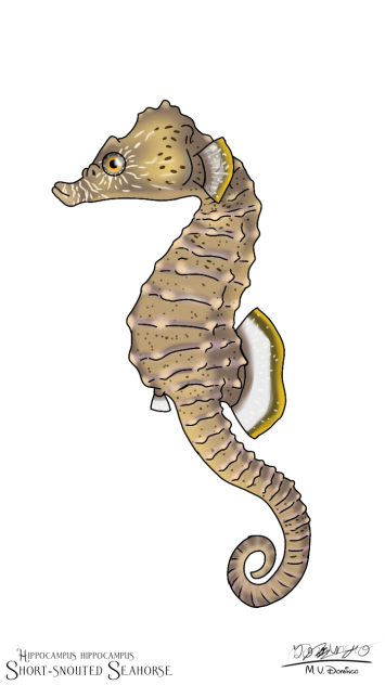 Short-snouted Seahorse