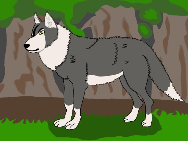 wolf