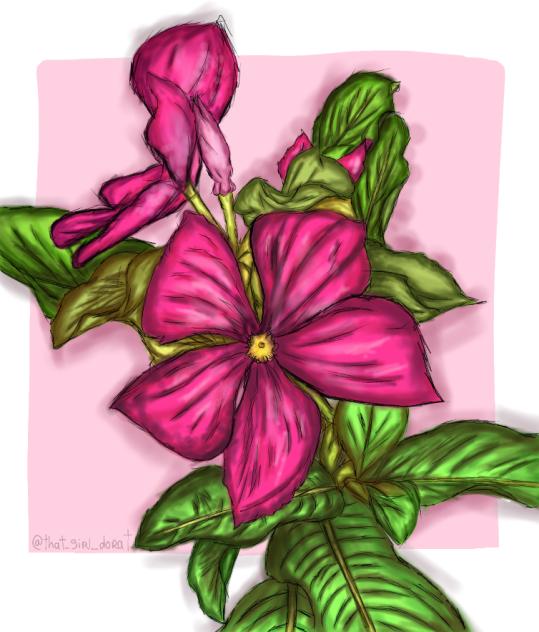 🌺 𝑉𝑖𝑛𝑐𝑎 🌺