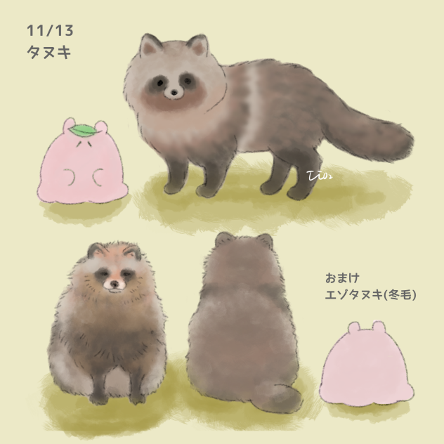 タヌキ