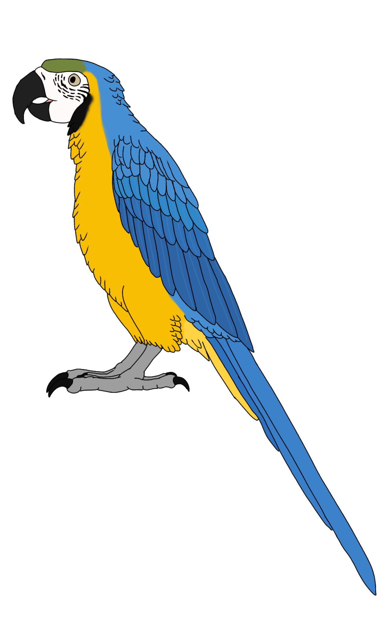 Blue & Yellow Macaw ibisPaint