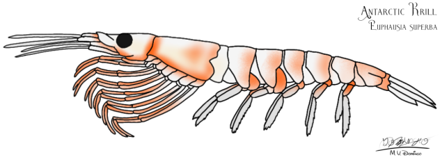 Antarctic Krill