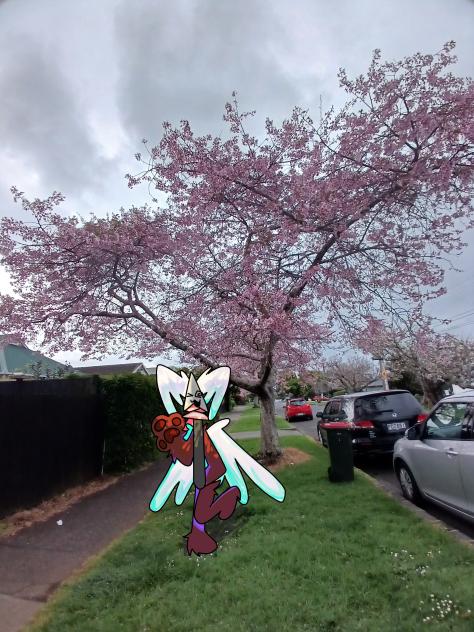 Cherry Blossom