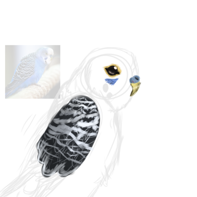wip parakeet