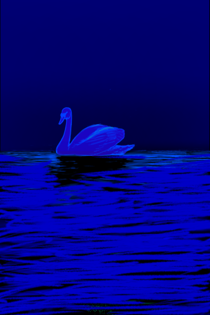 夜の白鳥